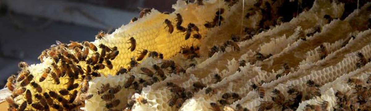 seguridad abejas bee2keeper colmenares