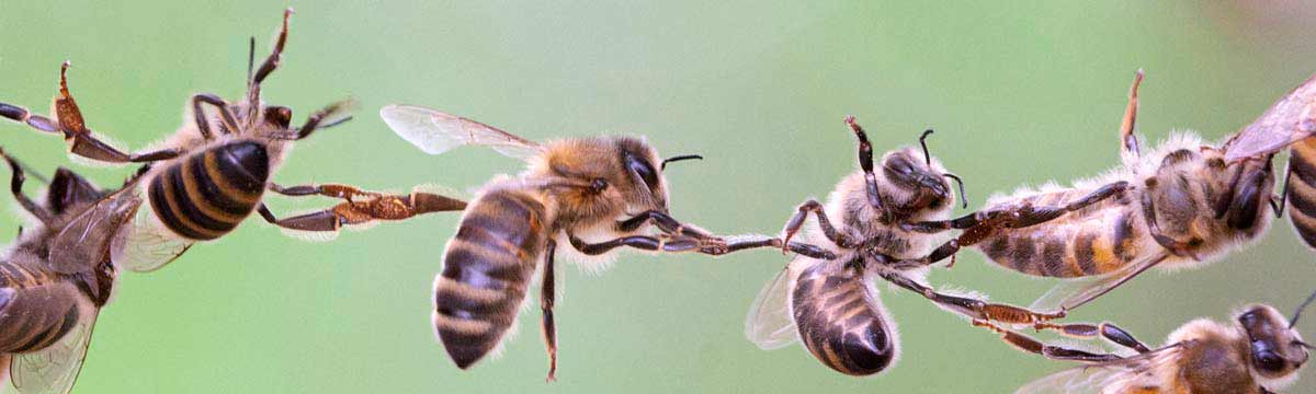ingenieros seguridad colmenares abejas robo