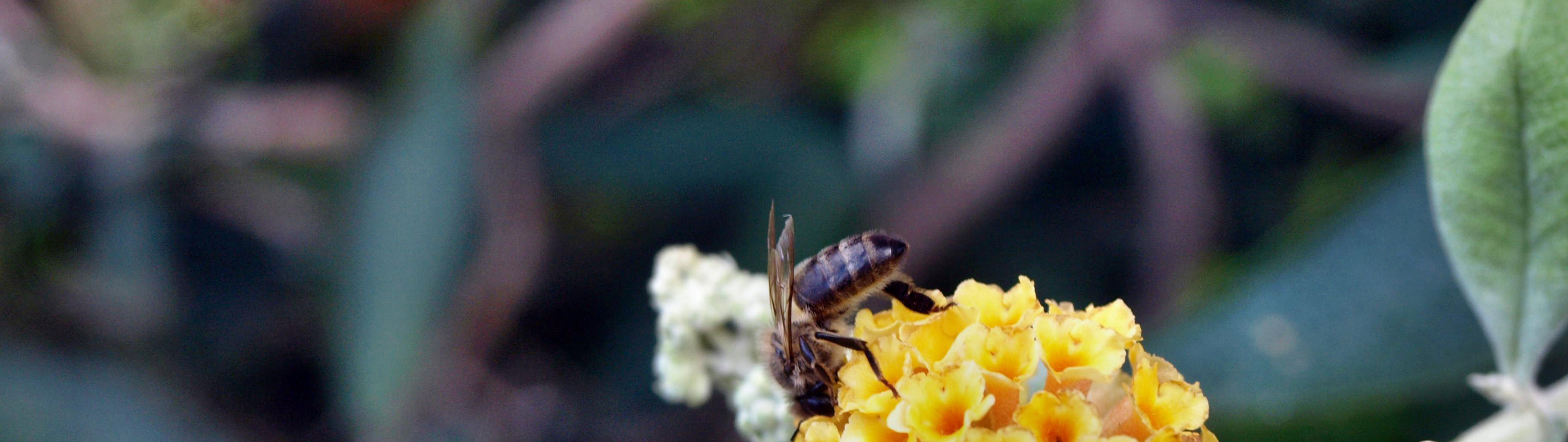 seguridad colmenas bee2keeper ingenieros localiza