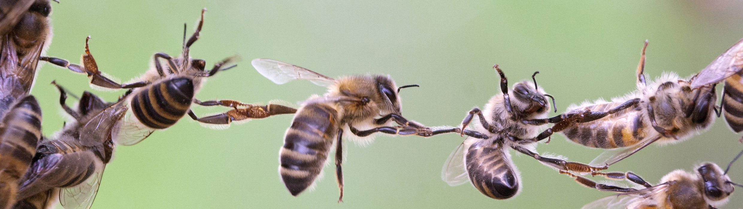 ingenieros seguridad colmenares abejas robo