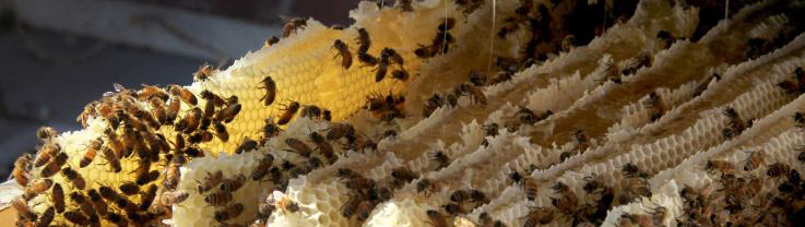 seguridad abejas bee2keeper colmenares